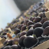 Turkish fig season at Special Fruit