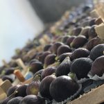 Turkish fig season at Special Fruit