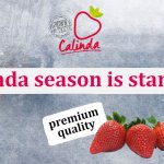 Calinda, the tastiest strawberry from Spain 