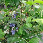 blauwe bes Soft Fruits Bilzen -Juni2016-11 (2)